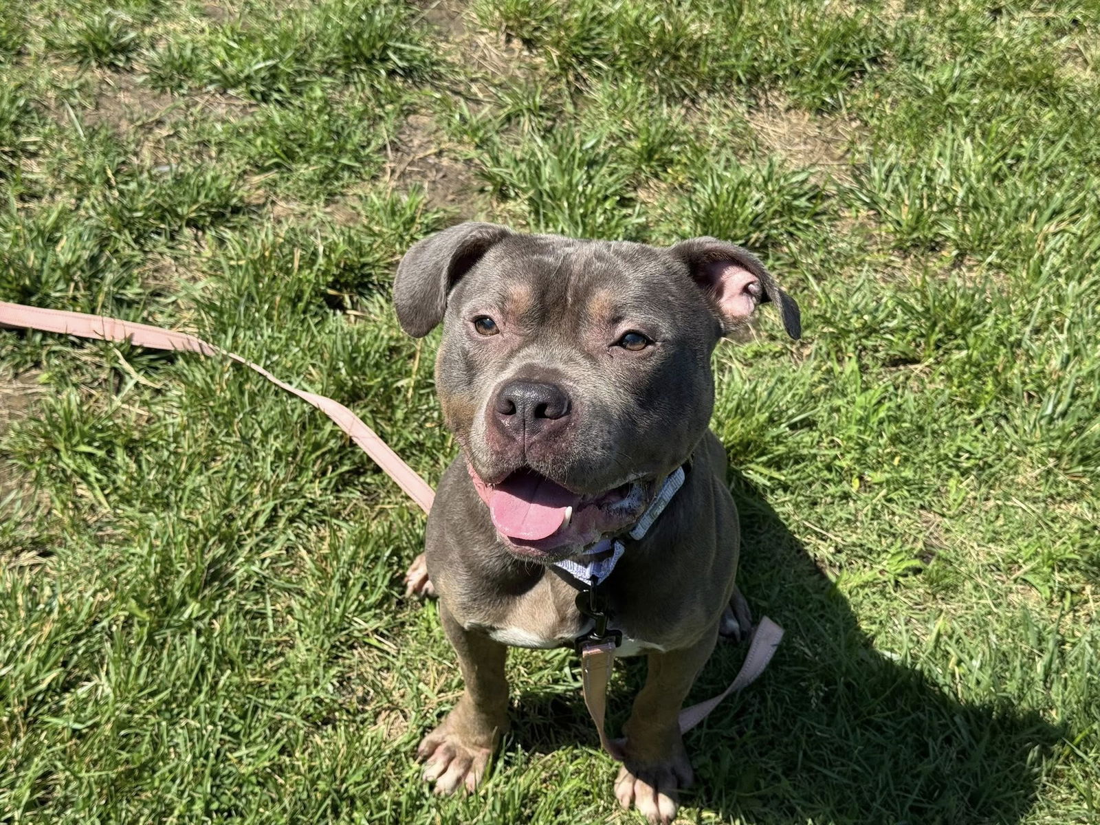 adoptable Dog in Millersville, MD named Ace $