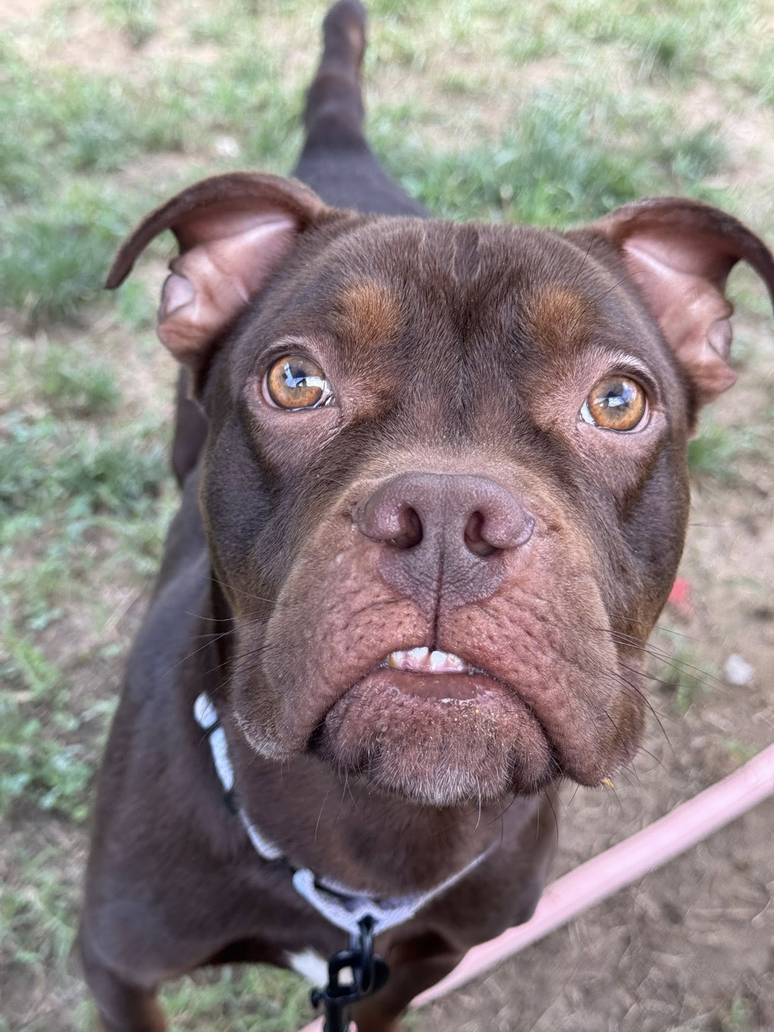 adoptable Dog in Millersville, MD named Keebler