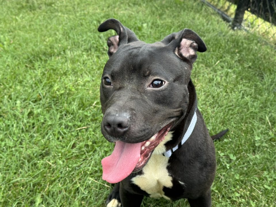 adoptable Dog in Millersville, MD named Hawkeye