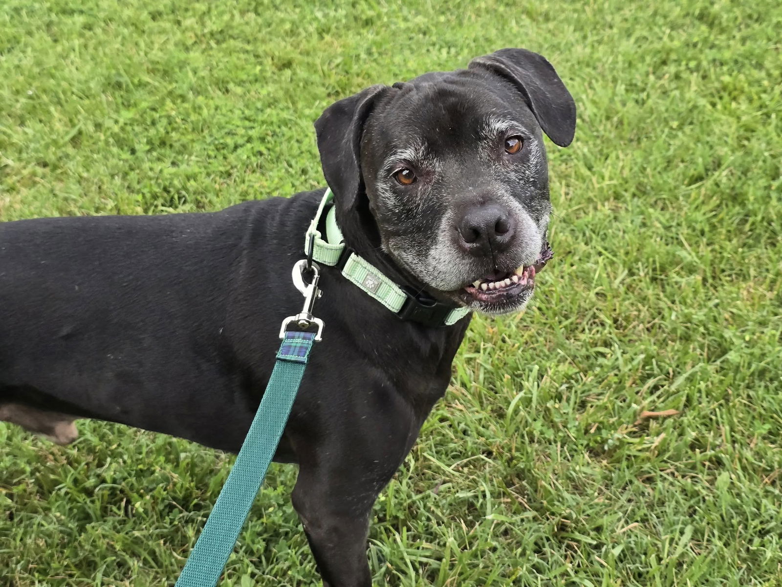 adoptable Dog in Millersville, MD named Caesar