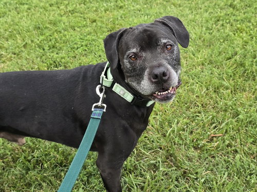 picture of the dog needing adoption