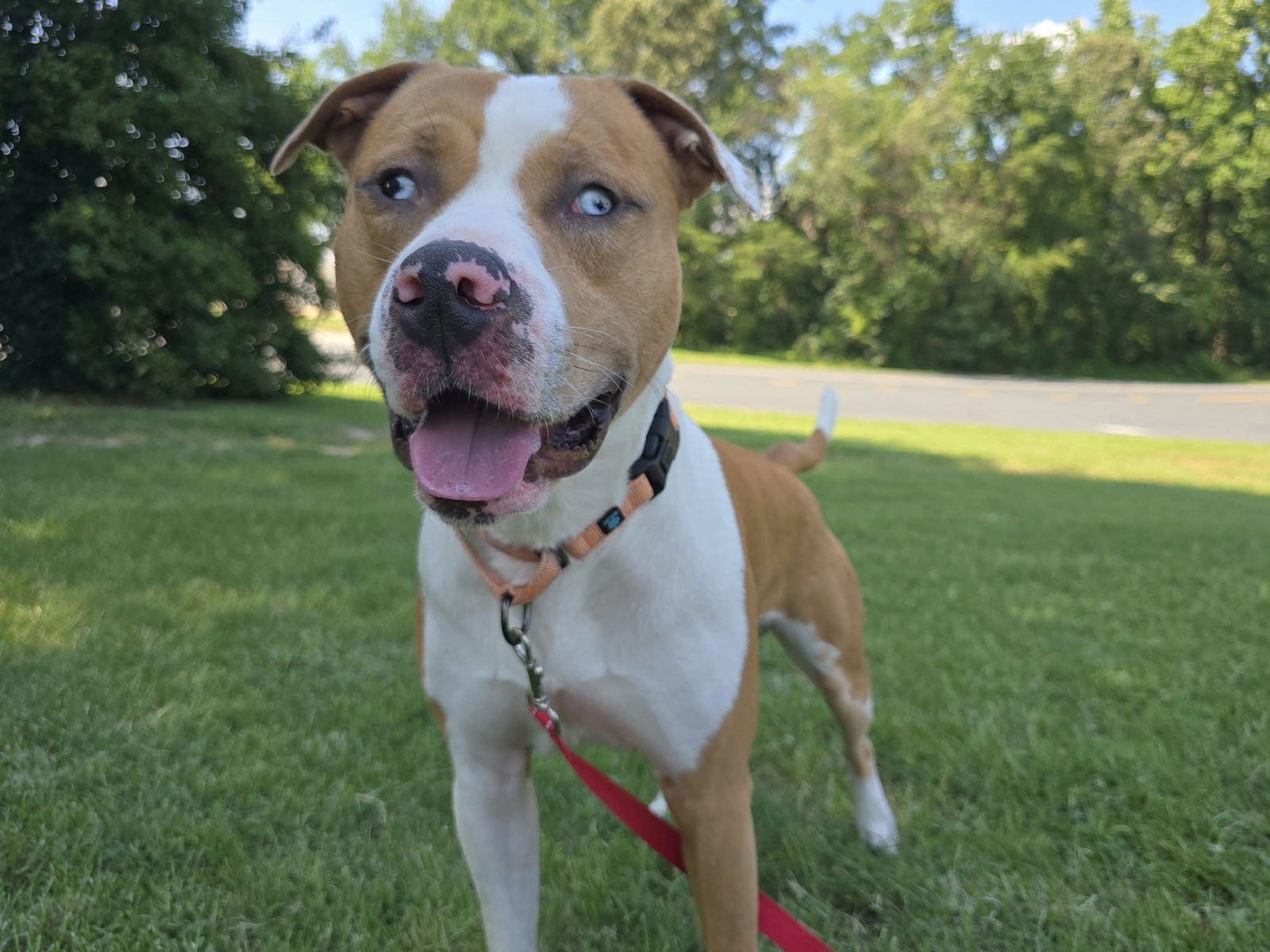 adoptable Dog in Millersville, MD named Compass