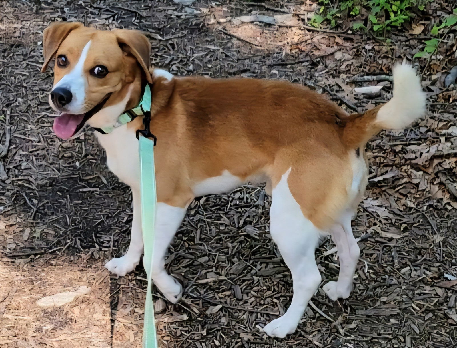 adoptable Dog in Millersville, MD named Brownie Batter