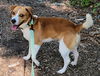 adoptable Dog in  named Brownie Batter
