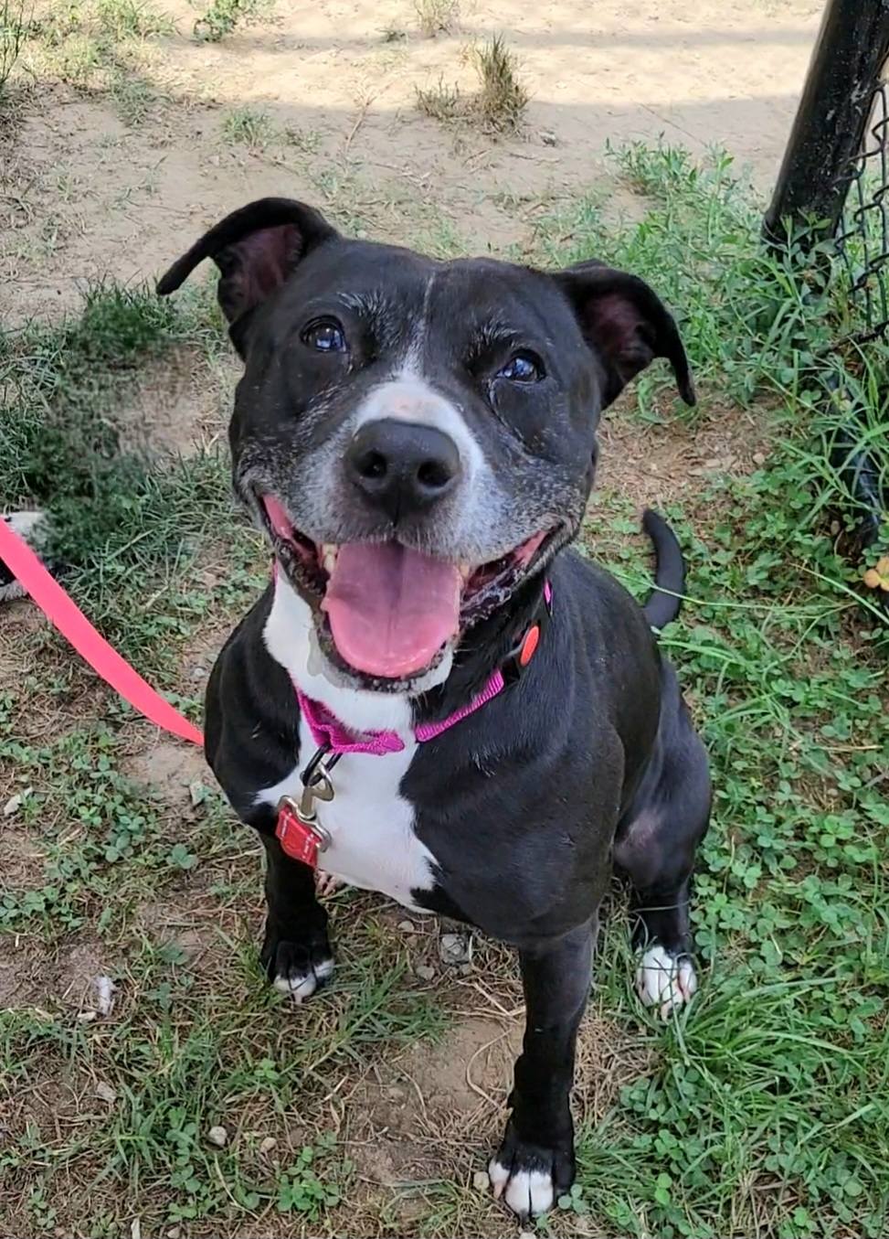 adoptable Dog in Millersville, MD named Lovey