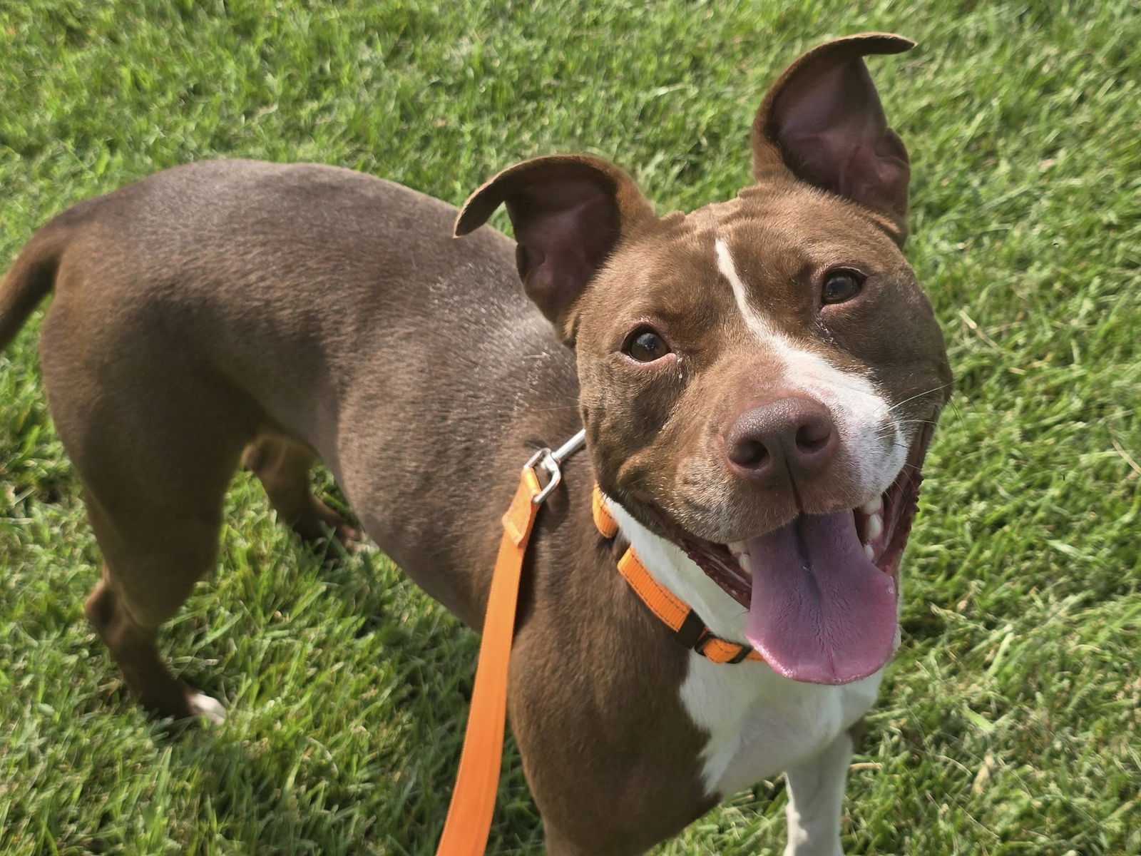 adoptable Dog in Millersville, MD named Ashe