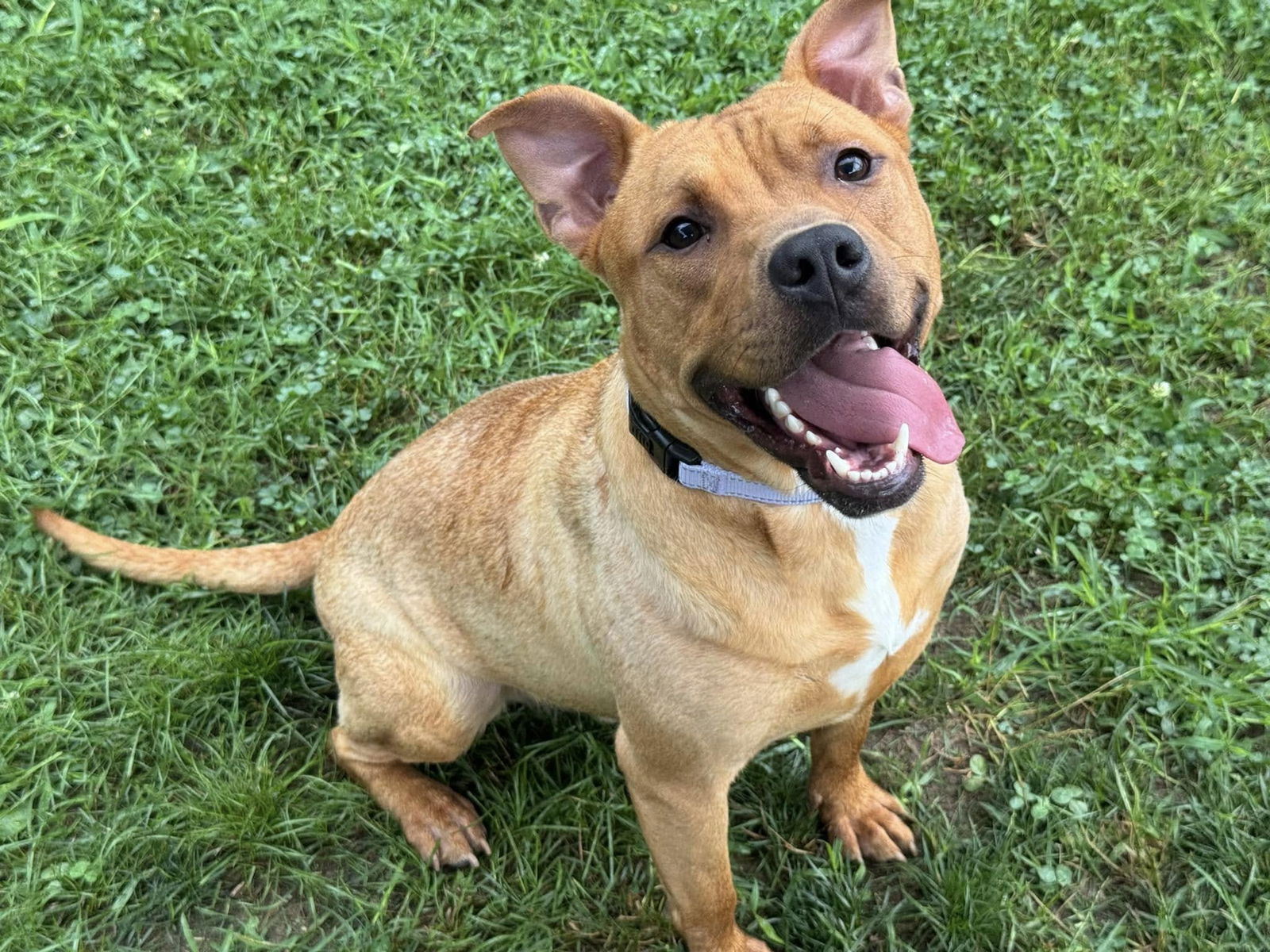 adoptable Dog in Millersville, MD named Home Run