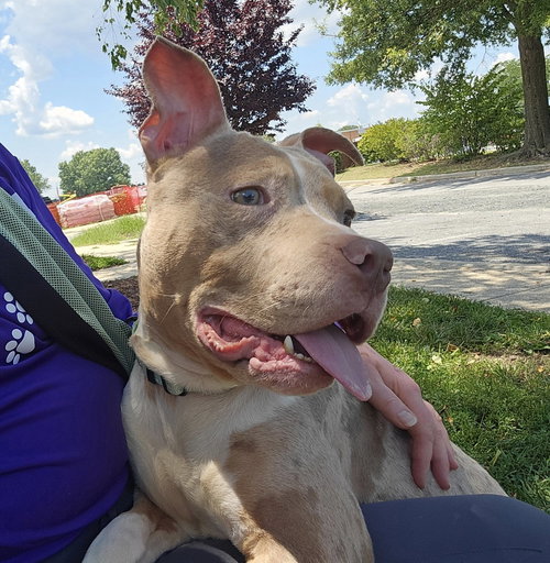 picture of the dog needing adoption