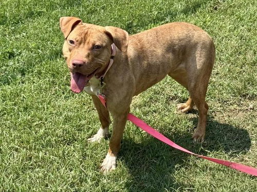 picture of the dog needing adoption