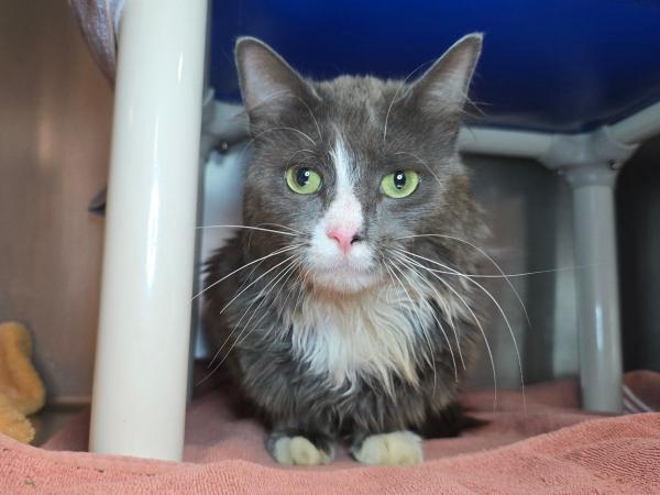 adoptable Cat in Millersville, MD named Absolem