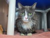 adoptable Cat in  named Absolem