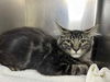 adoptable Cat in  named Shoots