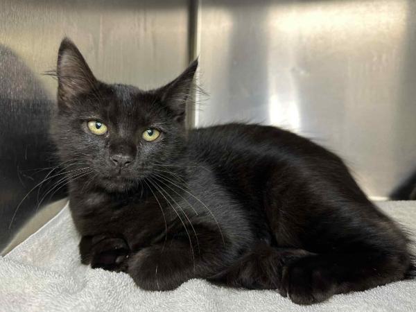 adoptable Cat in Millersville, MD named Sprouts
