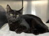 adoptable Cat in  named Sprouts