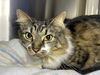 adoptable Cat in  named Nova