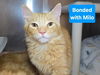 adoptable Cat in  named Meila