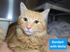 adoptable Cat in  named Milo