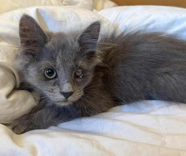 adoptable Cat in Millersville, MD named Wilderness