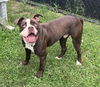 adoptable Dog in  named Einstein