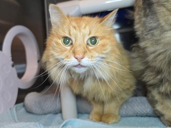 adoptable Cat in Millersville, MD named Bargainista Boutique
