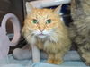 adoptable Cat in  named Bargainista Boutique