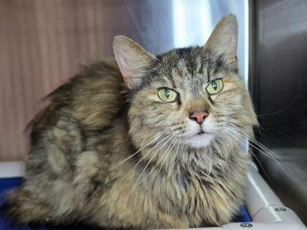 adoptable Cat in Millersville, MD named Thrift-A-Saurus