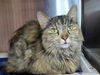 adoptable Cat in  named Thrift-A-Saurus