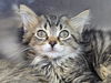 adoptable Cat in  named Campfire Chicken