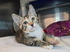 adoptable Cat in  named Ellie