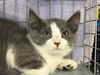 adoptable Cat in  named Flappy Bird