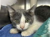 adoptable Cat in  named Fly Boy