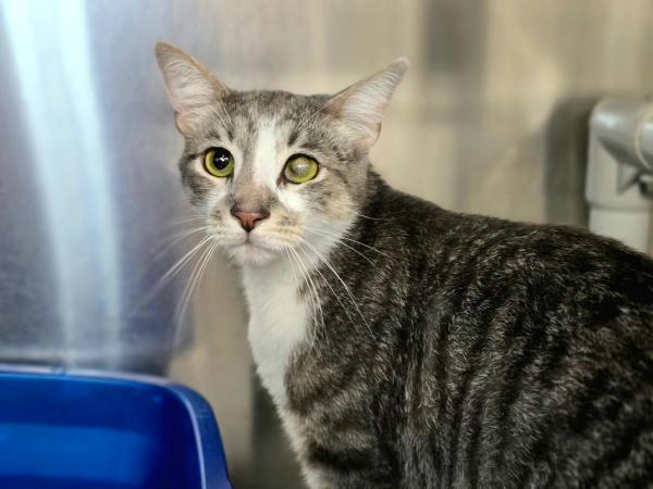 adoptable Cat in Millersville, MD named Frankie