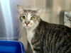 adoptable Cat in  named Frankie