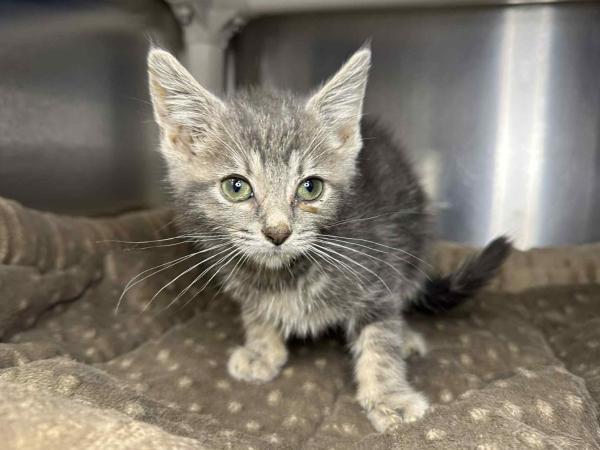 adoptable Cat in Millersville, MD named Hatchback