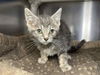 adoptable Cat in  named Hatchback