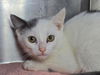 adoptable Cat in  named Hotsy-Totsy