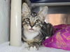 adoptable Cat in  named Joel