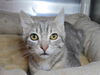 adoptable Cat in  named Otis