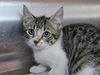adoptable Cat in  named Posh