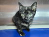 adoptable Cat in  named Smooch