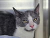 adoptable Cat in  named Splashes