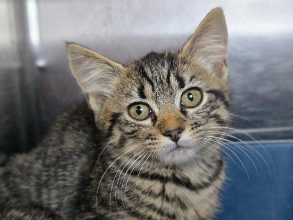 adoptable Cat in Millersville, MD named Sporty