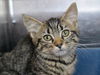 adoptable Cat in  named Sporty