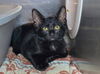 adoptable Cat in  named Tommy
