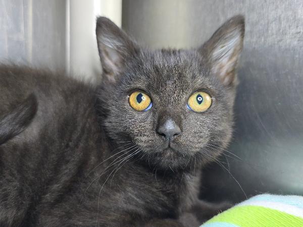 adoptable Cat in Millersville, MD named Tumblr