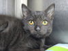 adoptable Cat in  named Tumblr