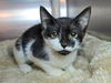 adoptable Cat in  named Utz