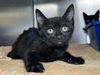 adoptable Cat in  named Classic Lemonade