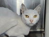 adoptable Cat in  named Daikon
