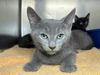 adoptable Cat in  named Extra Pulp